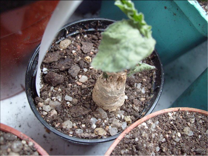 apodanthera aspera