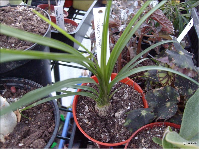 beaucarnea recurvata