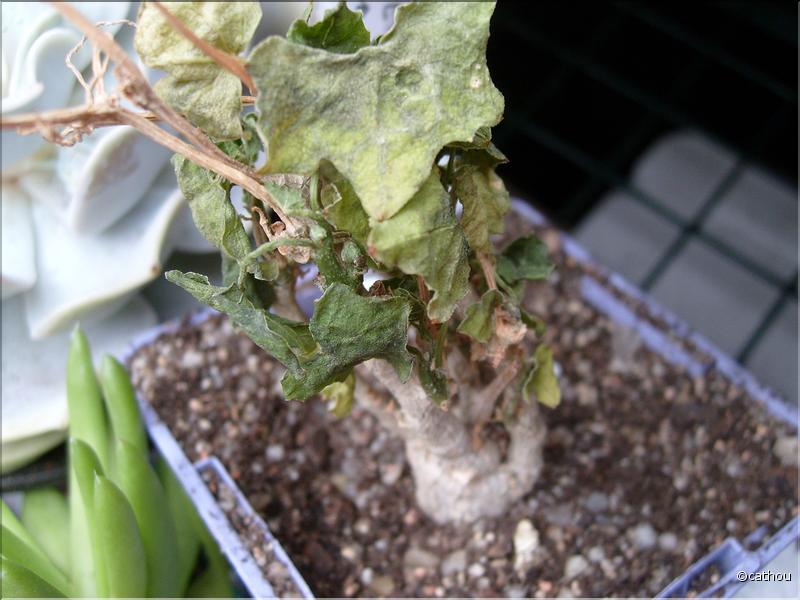 coccinea indica