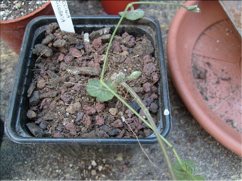 coccinia trilobata