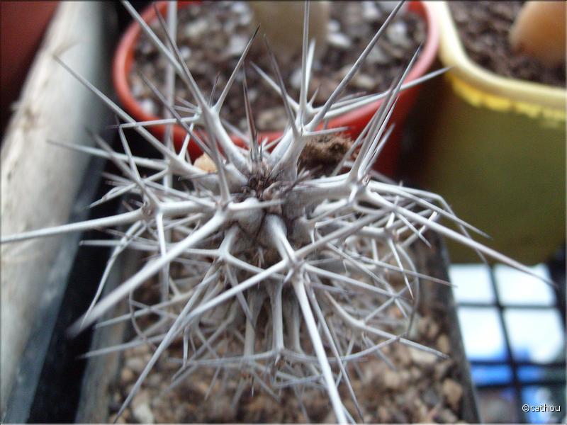 didierea madagascarriensis