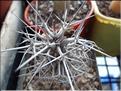 didierea madagascarriensis