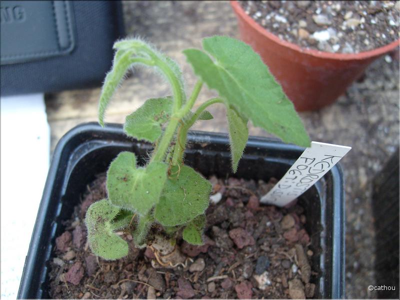 kedrostis foetida