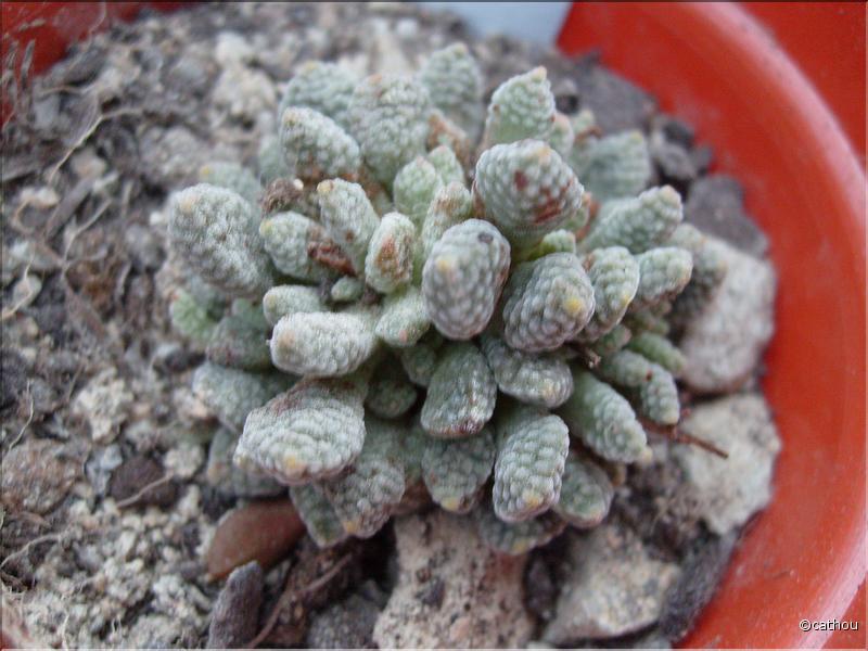 aussenssis ssp titanopsis