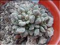 aussenssis ssp titanopsis