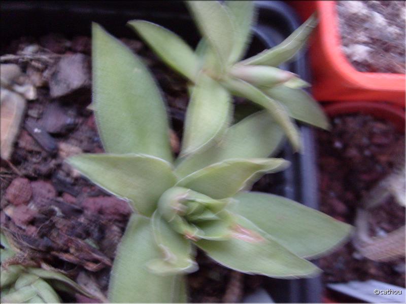 capitata