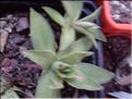 capitata