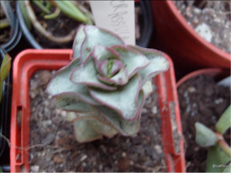 conjoncta