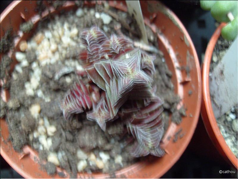 corymbulosa