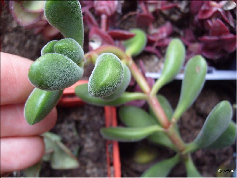 cotyledonis 2