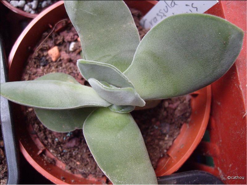 cotyledonis