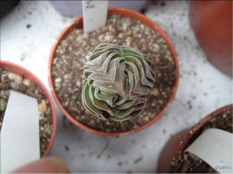 crassula buddha's temple