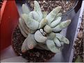 crassula cornuta