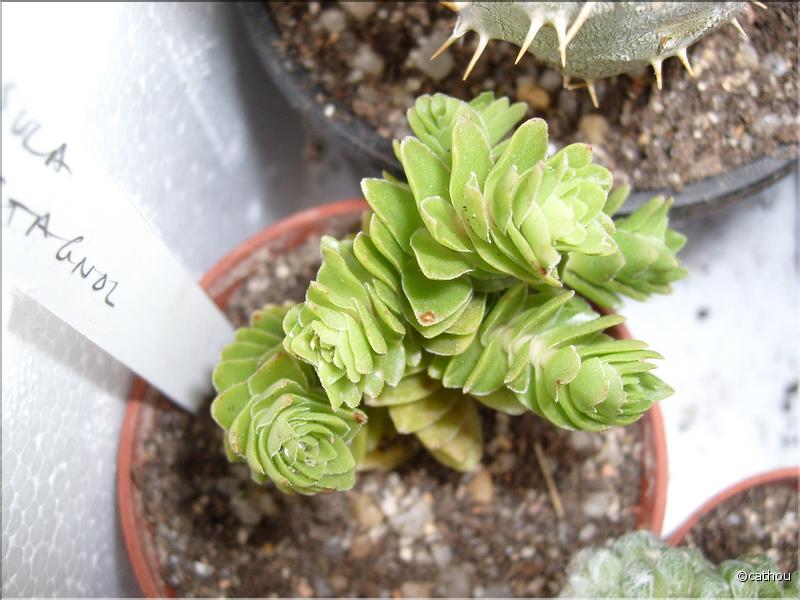 crassula cv estagnol