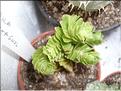 crassula cv estagnol
