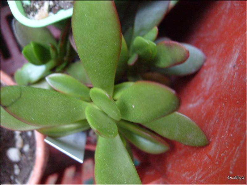 cultrata