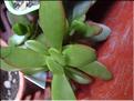 cultrata