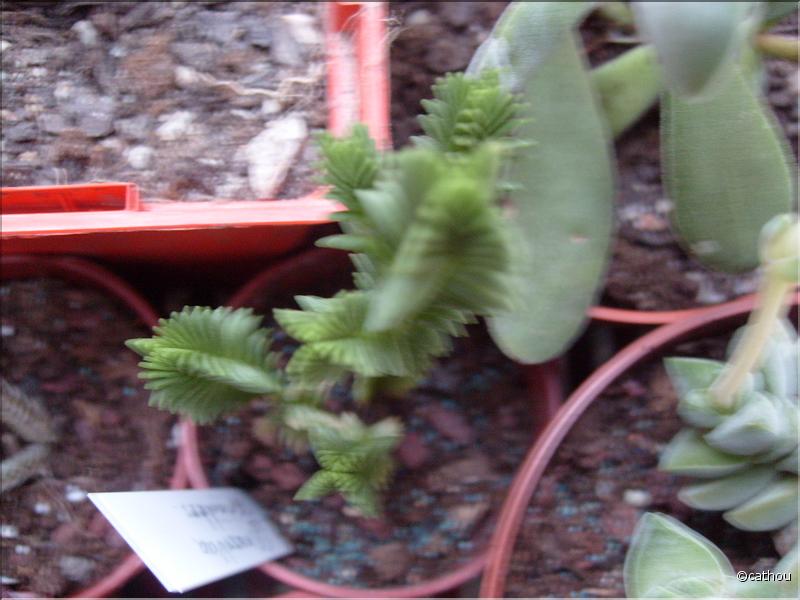 ericoides