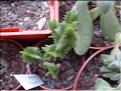 ericoides