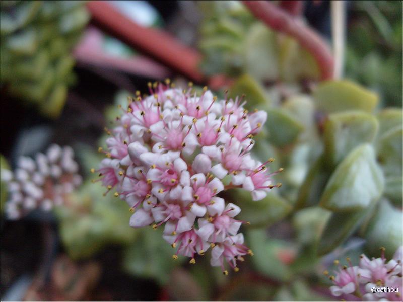 fleurs 1