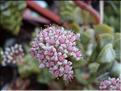 fleurs 1