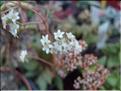 fleurs 2