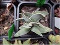 folcata