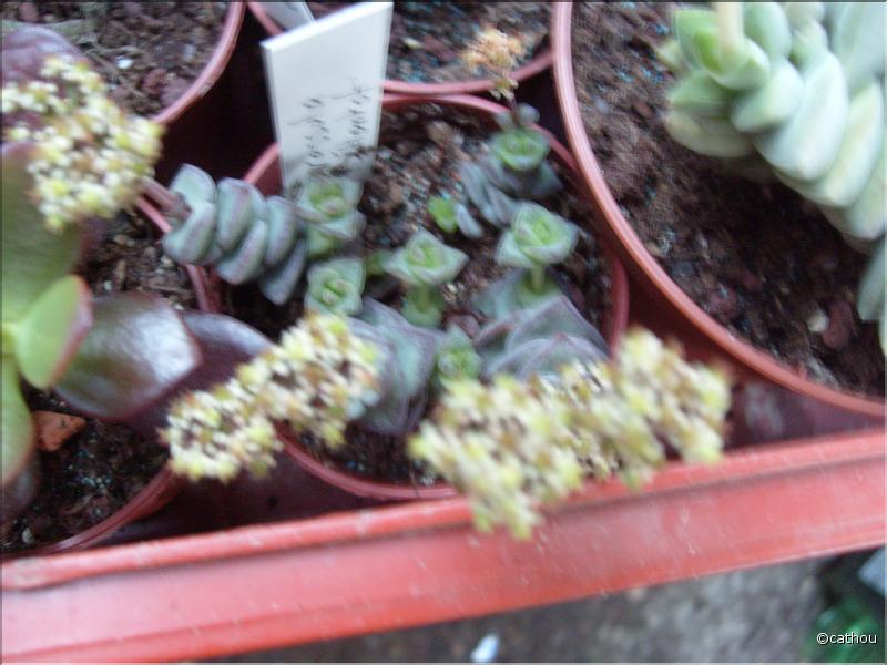 hottentot