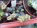 hottentot