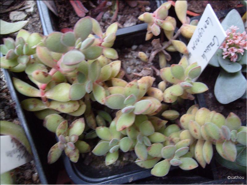 lanuginosa var.pachystemon