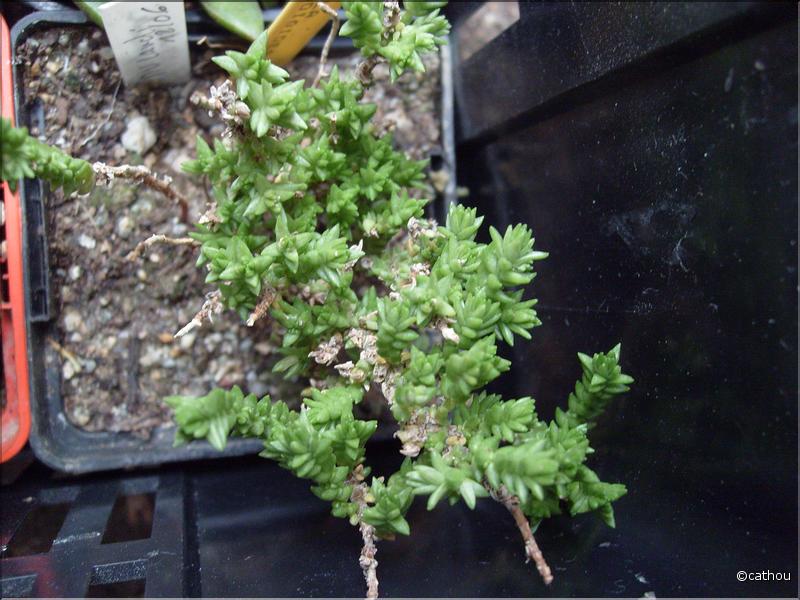lycopoioides