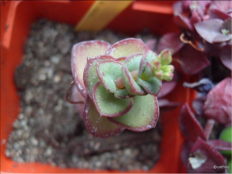 marginalis cv.rubra