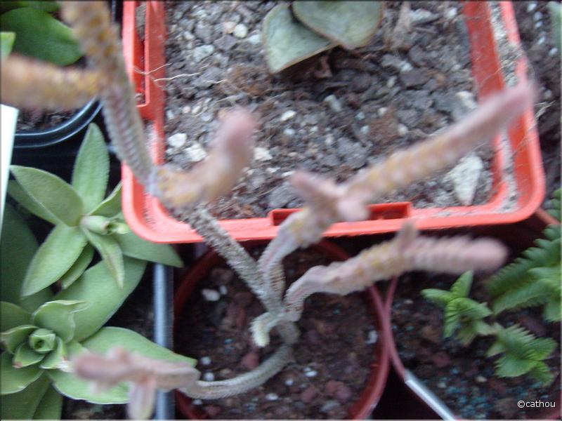 muscosa variegata