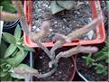 muscosa variegata