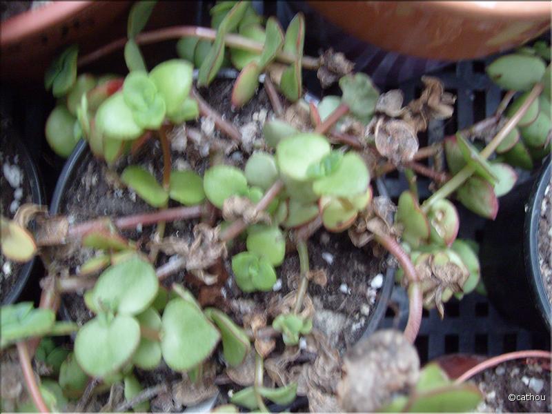 pellucida ssp marginalis