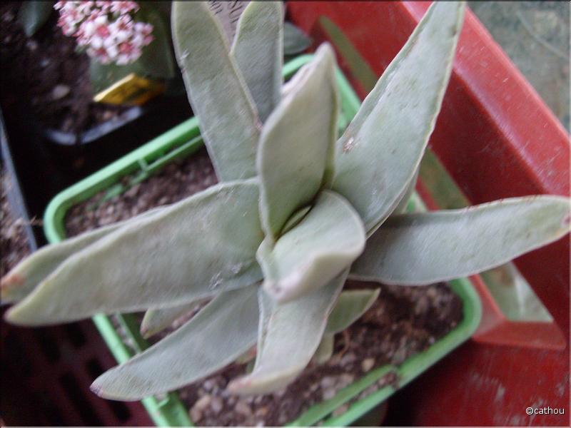 perfoliata v.folcata