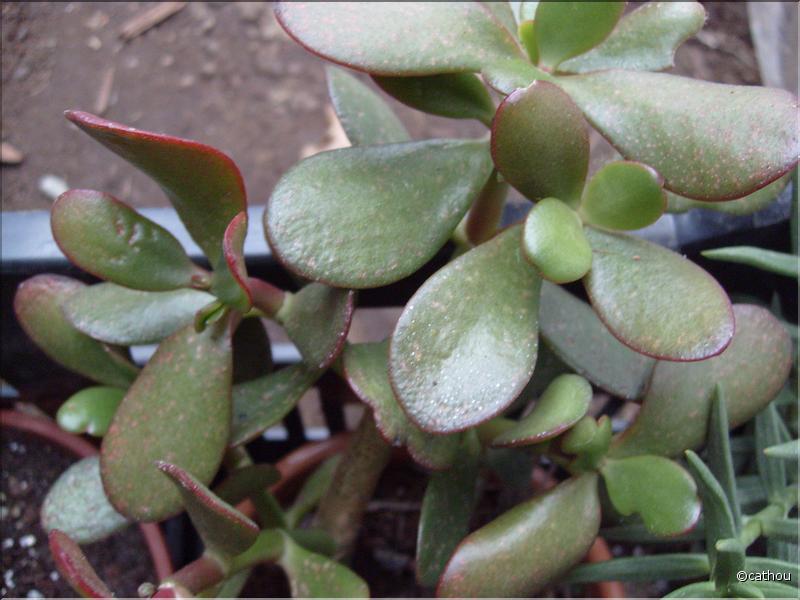 portulaca 2