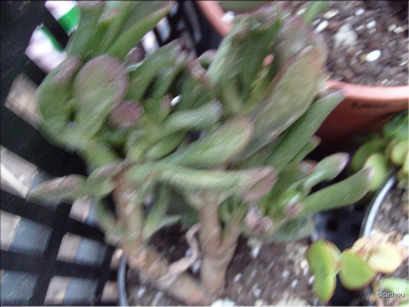 portulaca f.monstruosa