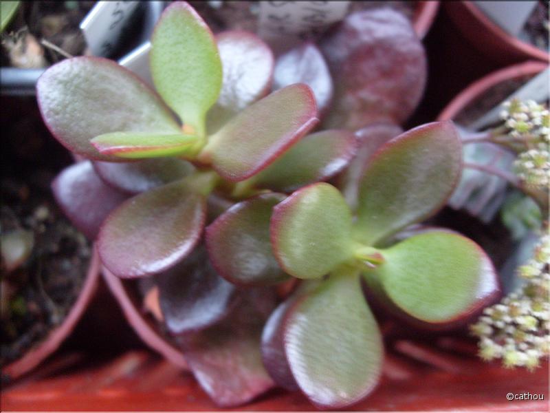 portulaca minor
