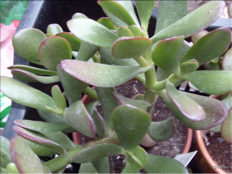 portulaca