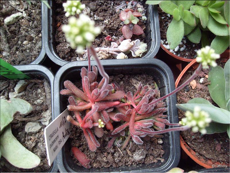 pubescens