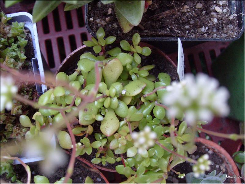 radicans 1-2