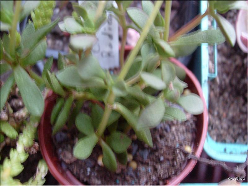 radicans