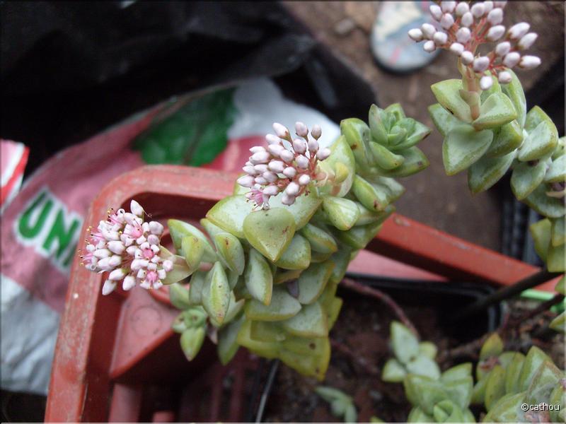 rupestris