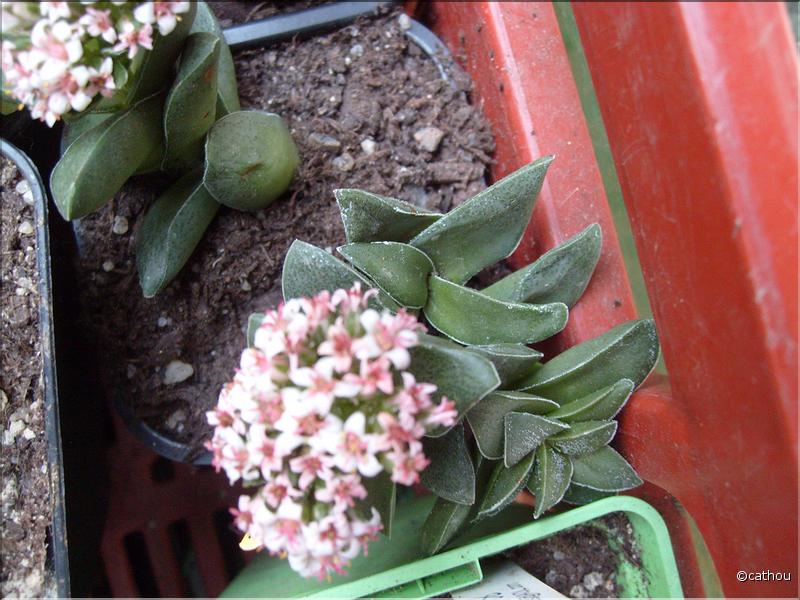 springtime 1
