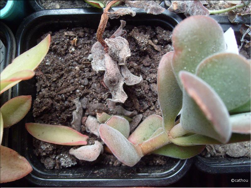 swasiensis