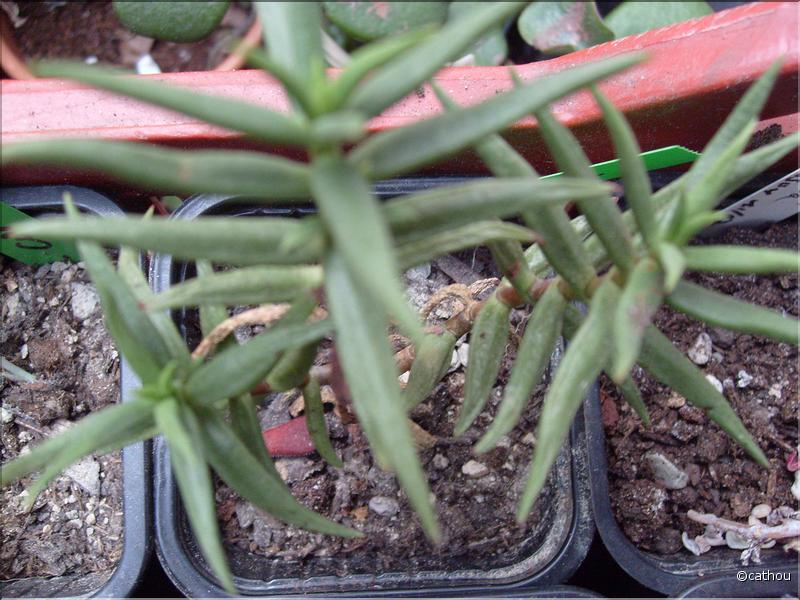 tetragona 2
