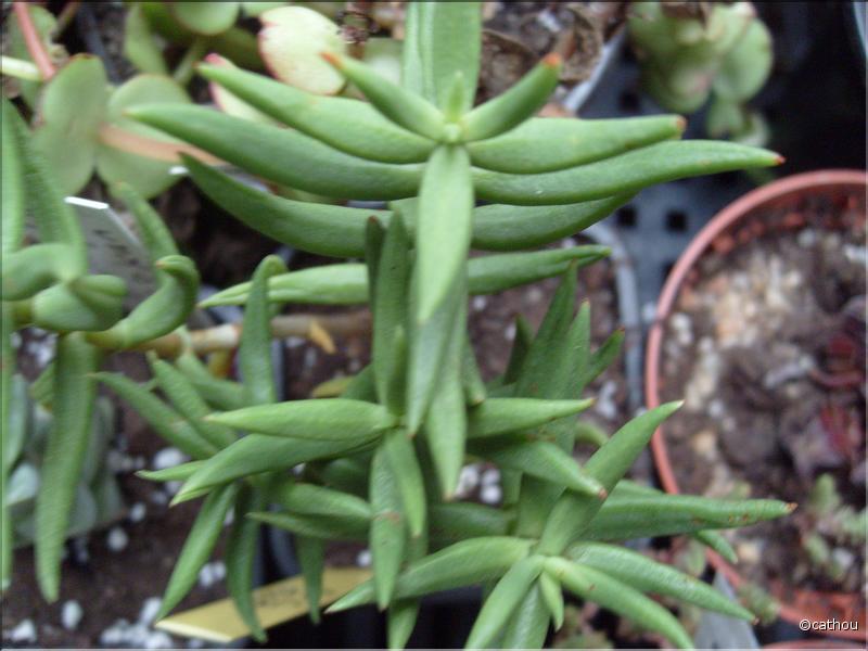 tetragona 3
