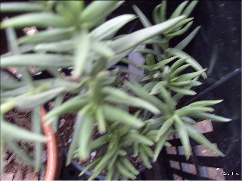 tetragona