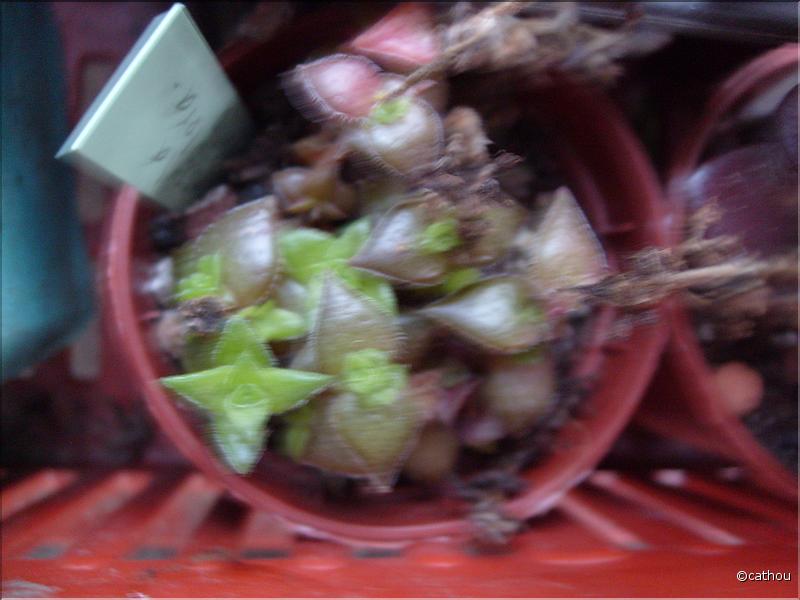 thyrsifolia